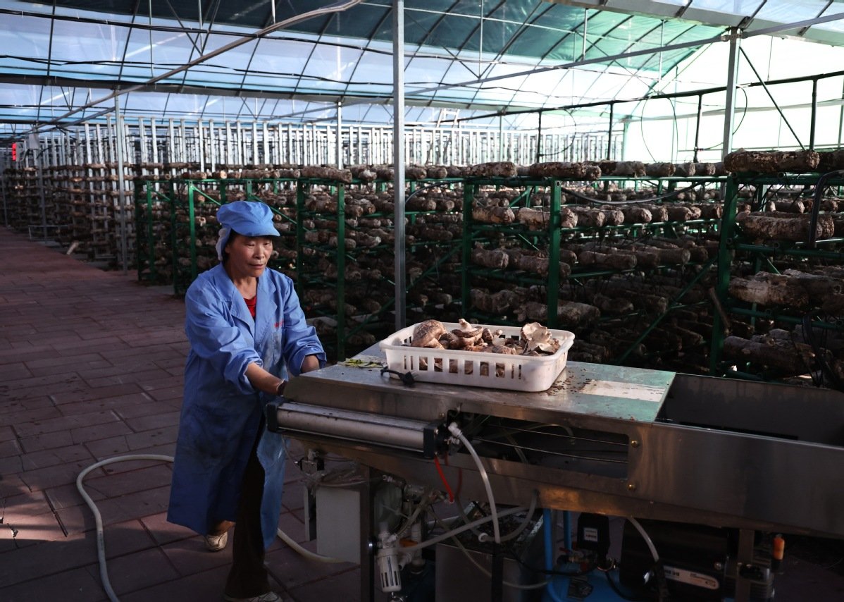 壤塘县香菇产业产值成功突破7000万