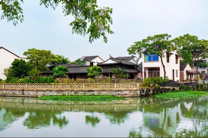 与步道两侧烂漫怒放的紫荆花构成了一副
